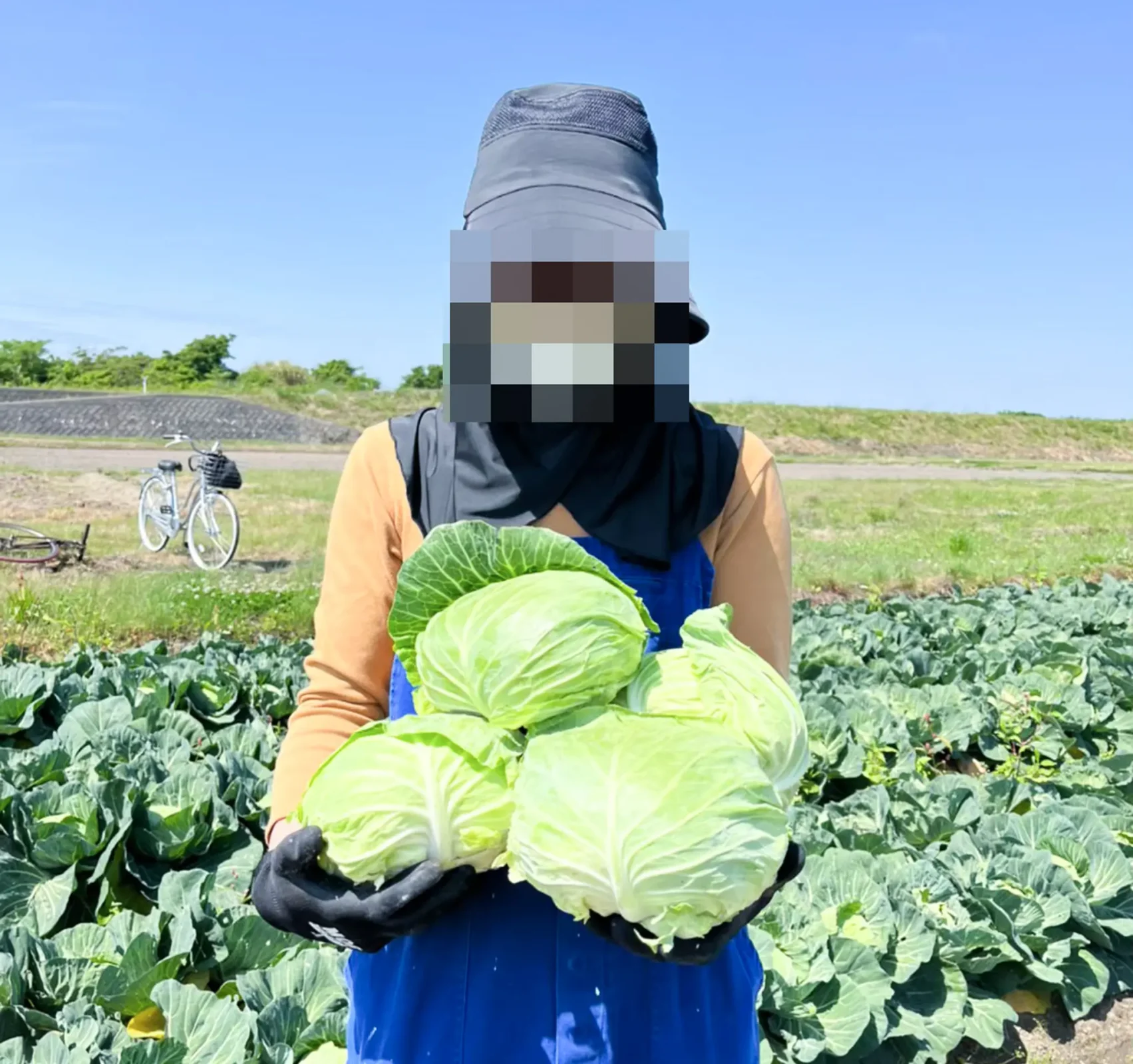 野菜収穫体験
