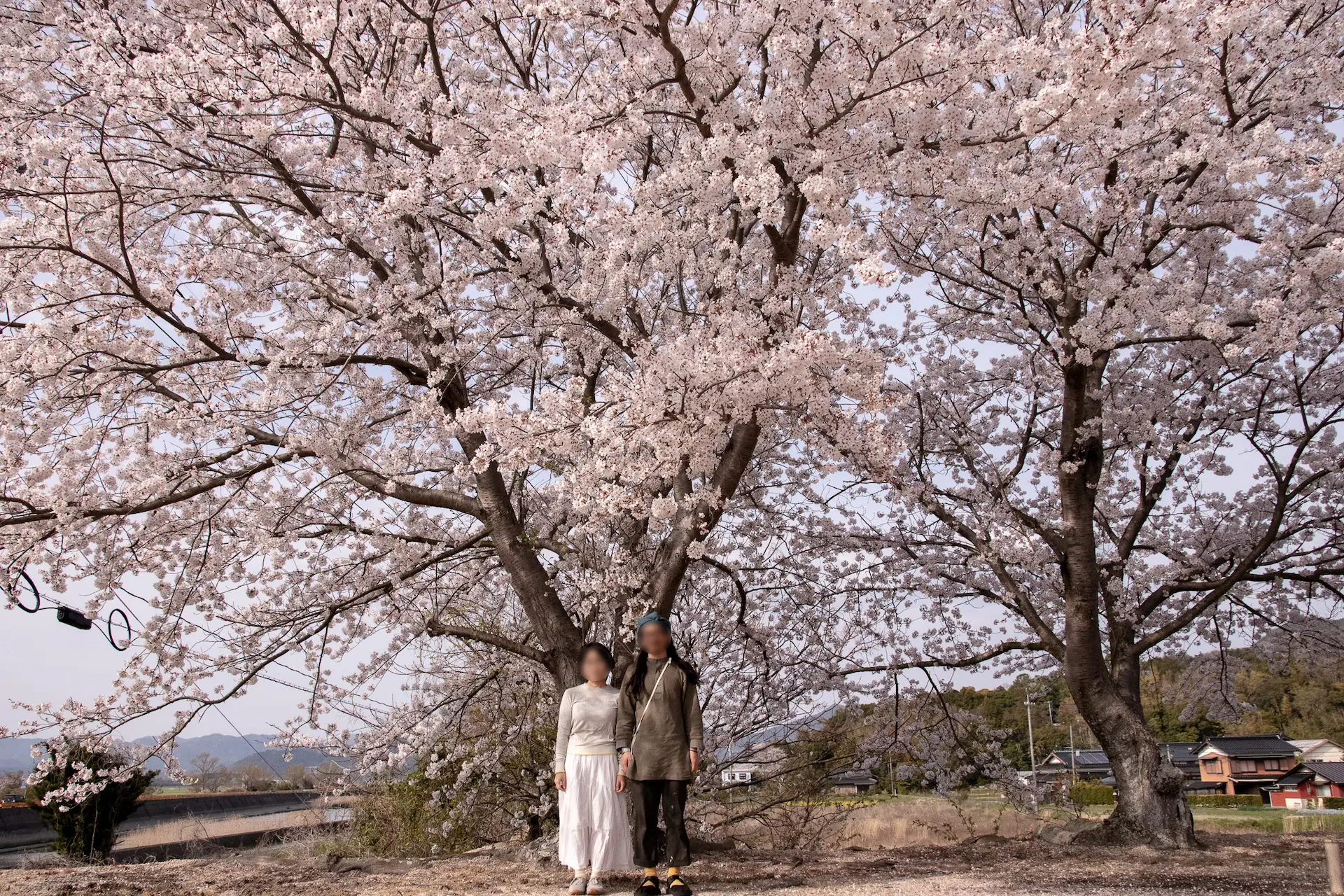 大きな桜の木の下で記念撮影